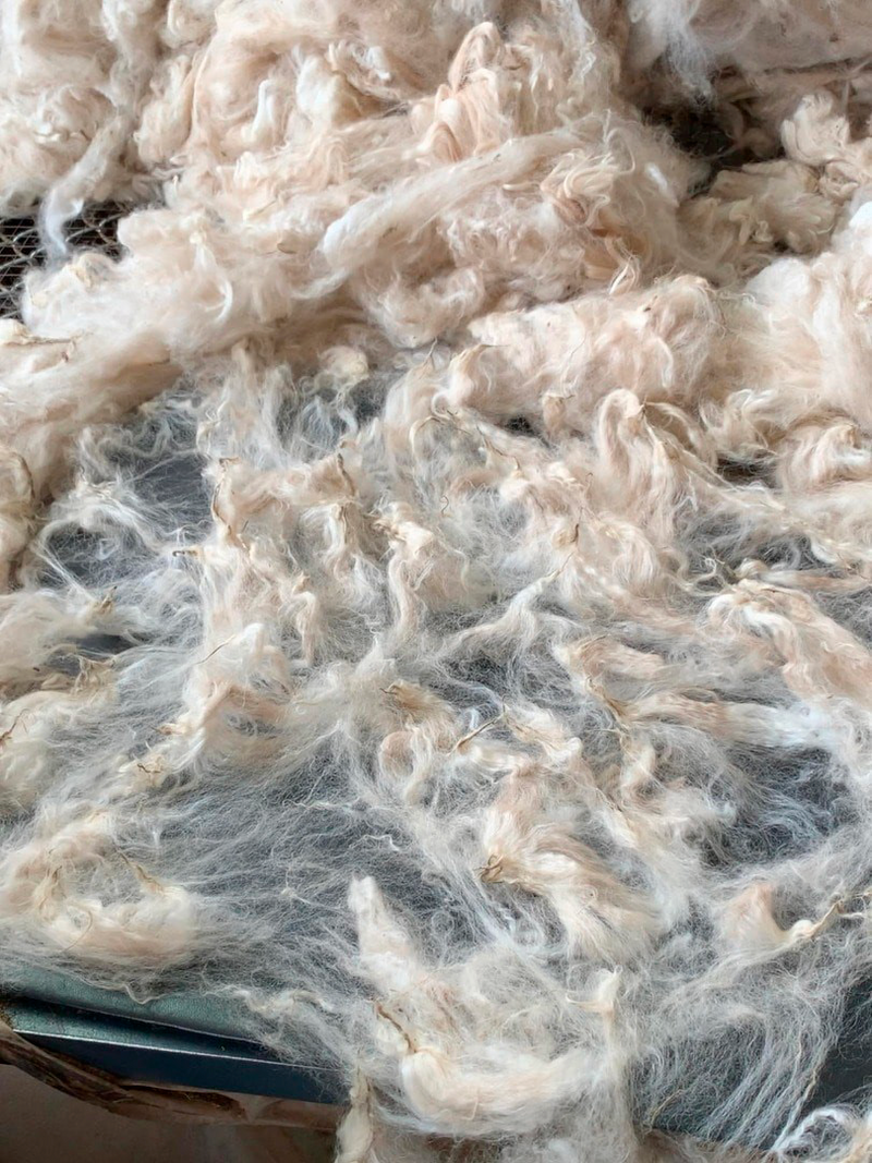Cotton