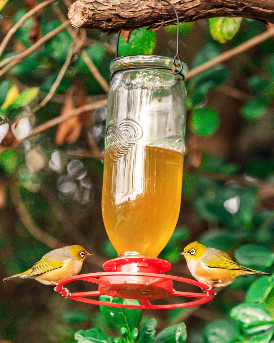 Tui Nectar Feeder