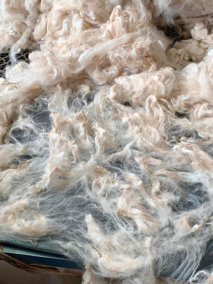 Raw possum merino wool fibres